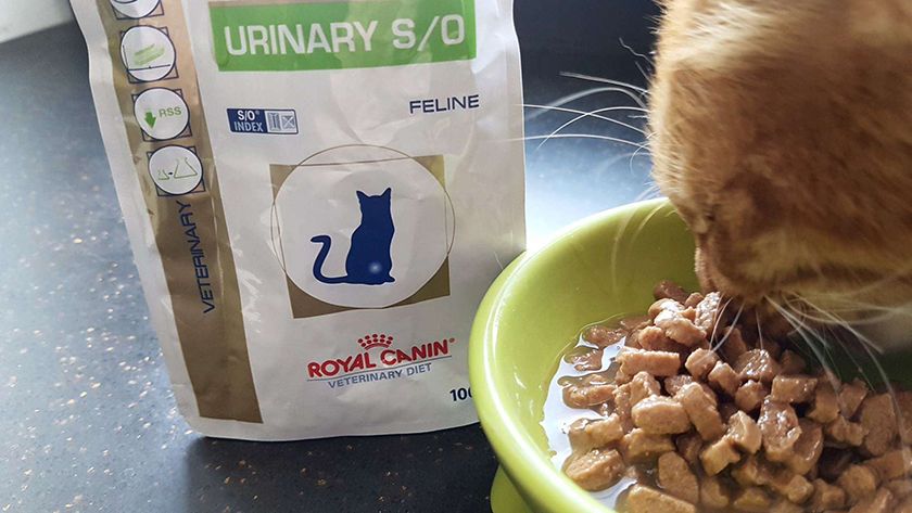 Pienso dietético para gato