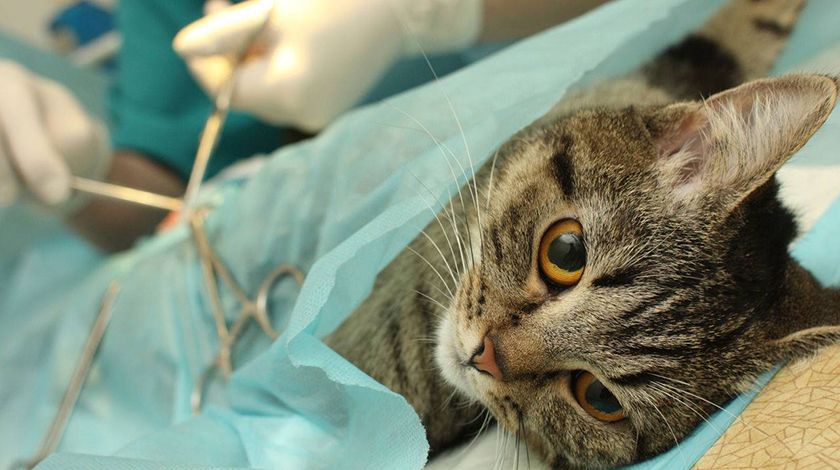 Operación para la urolitiasis en el gato