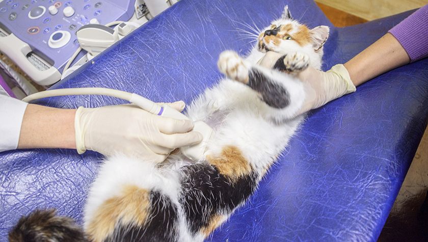 Ecografía abdominal del gato