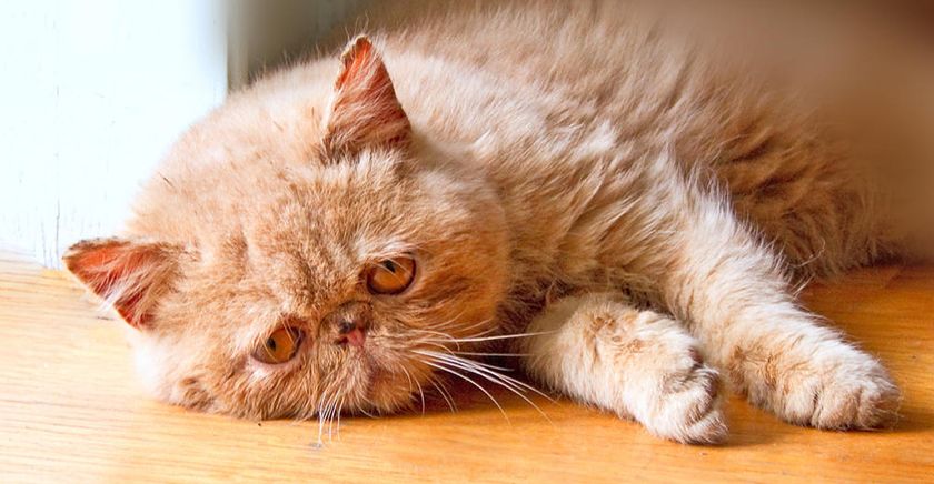 Gato enfermo