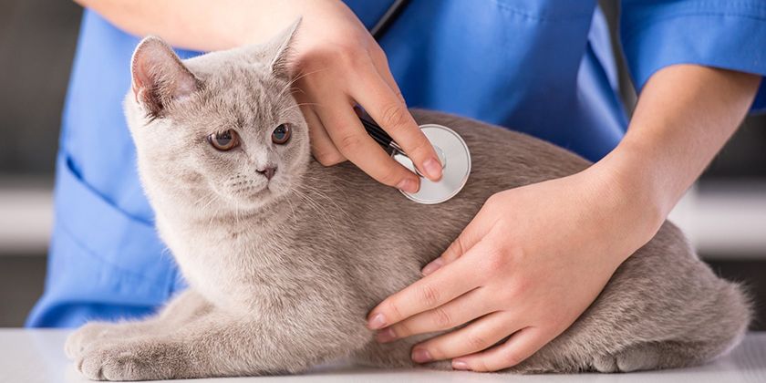 Enfermedad de cálculos urinarios en gatos y gatas