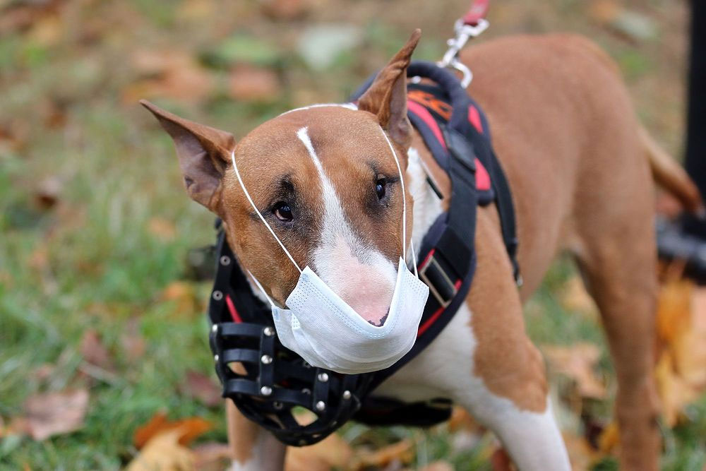 ¿Puede un perro contagiarse de gripe de un humano?