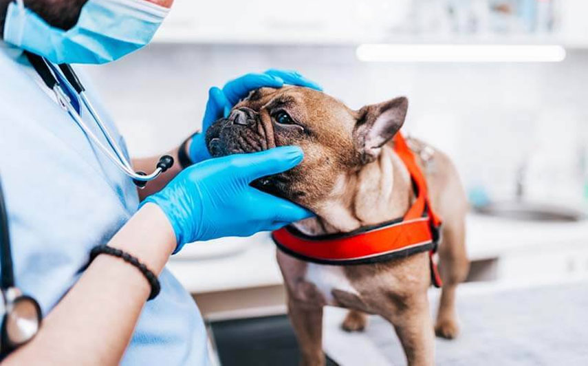 Síntomas del resfriado en perros, ¿se transmite el resfriado común de humano a perro?