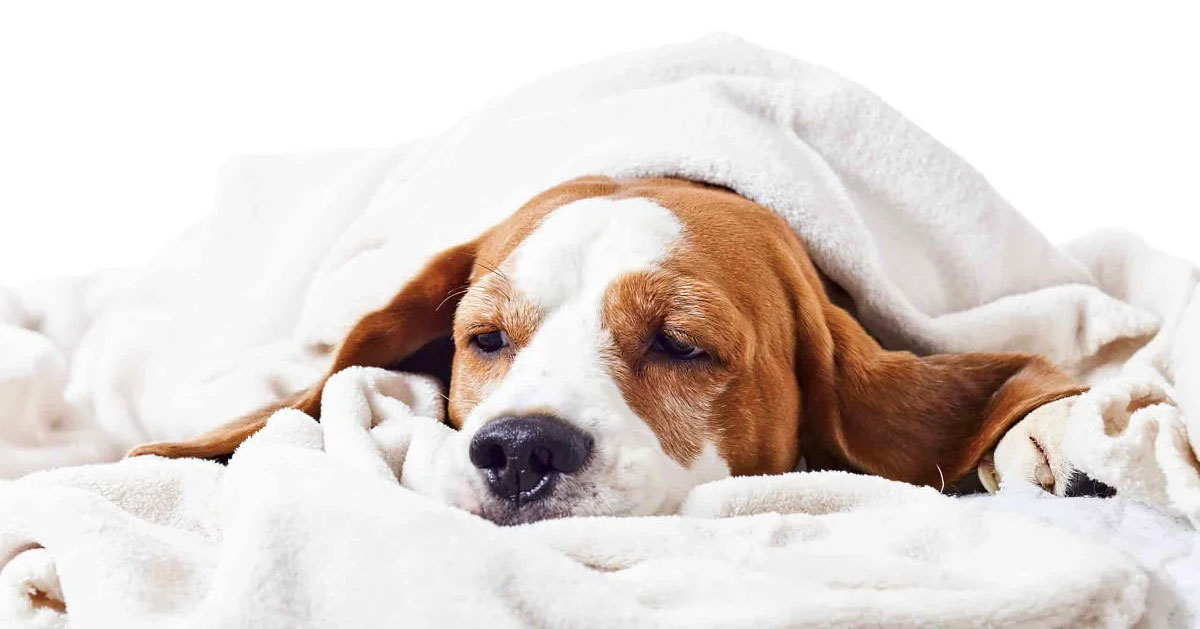 ¿Los perros se resfrían?