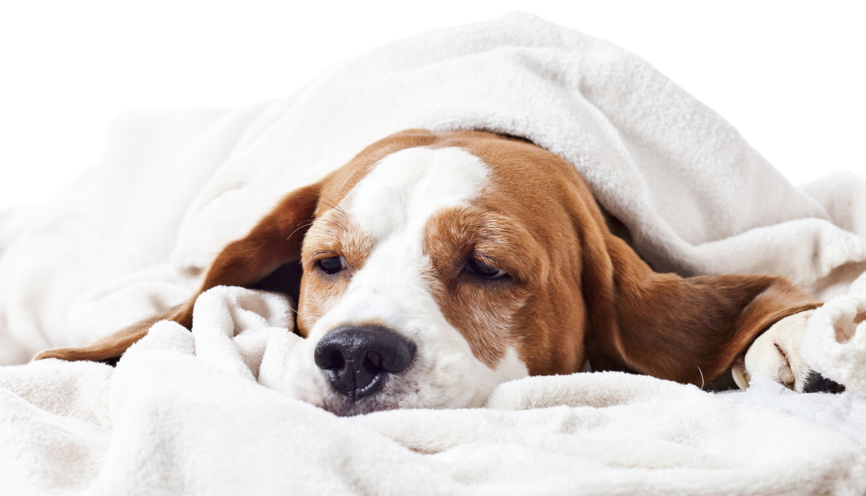 Rotavirus en perros: síntomas, diagnóstico, tratamiento
