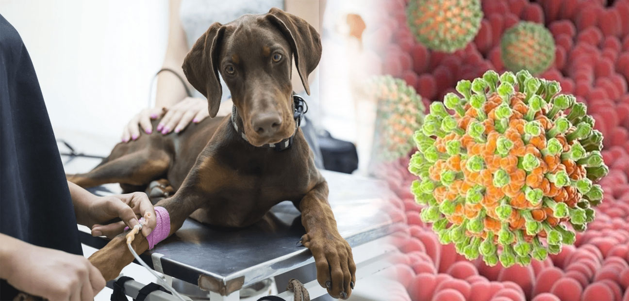 Diagnóstico y tratamiento de la enteritis por rotavirus en perros