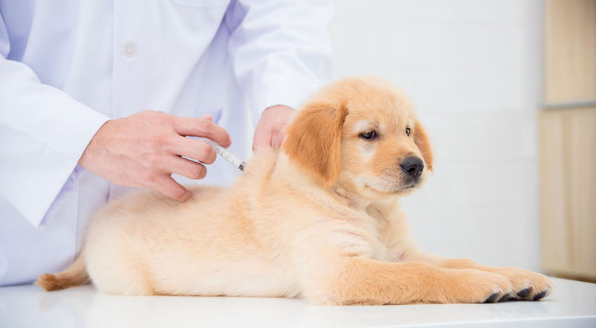 Prevención de la infección por rotavirus en cachorros