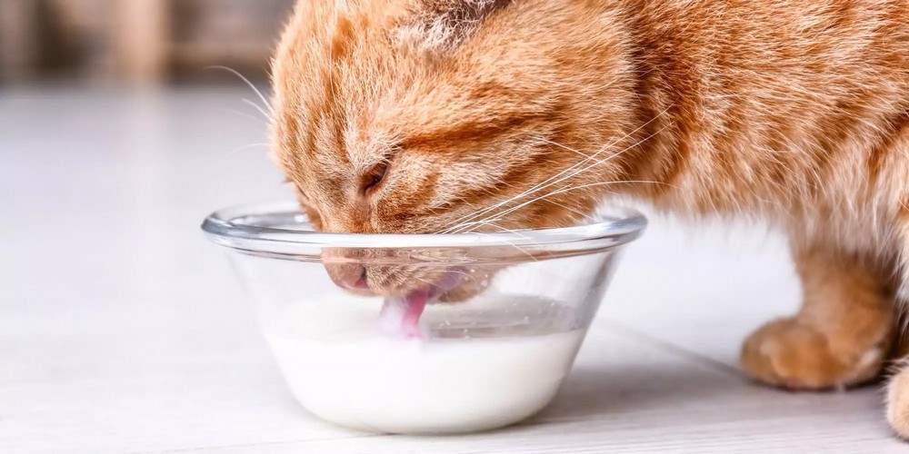 Gato cerca de un cuenco de leche