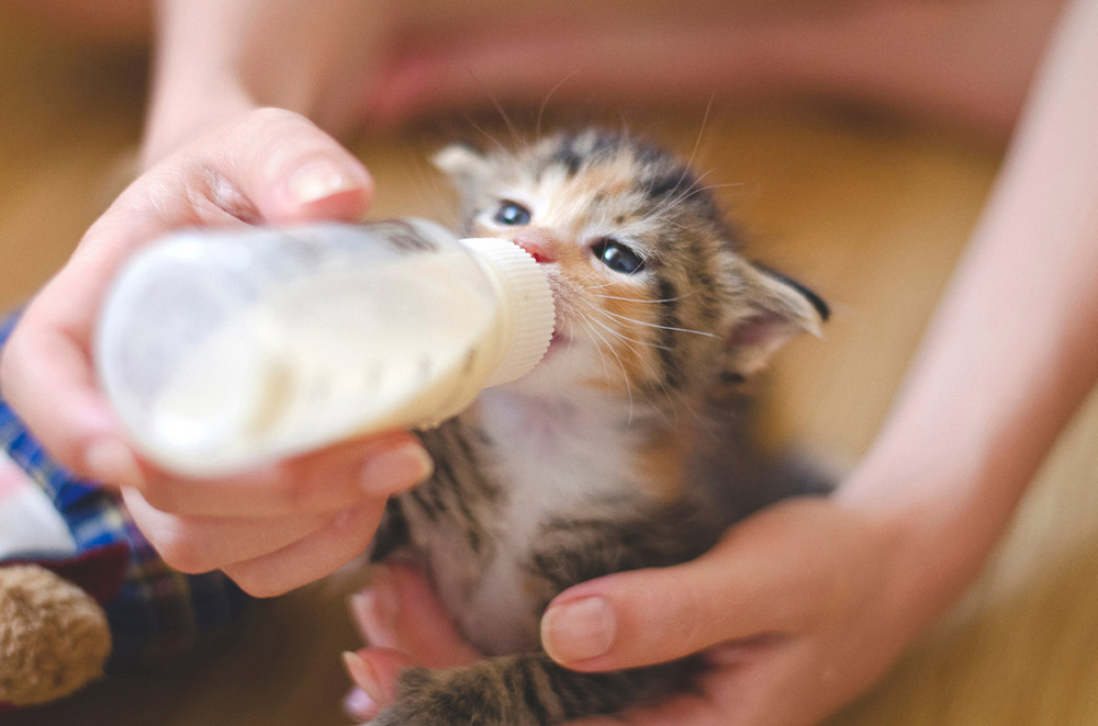 Biberón con leche en las manos y un gatito