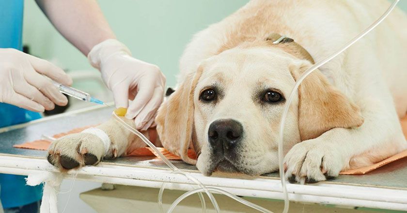 Perro en la clínica veterinaria