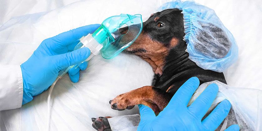 Perro antes de la cirugía