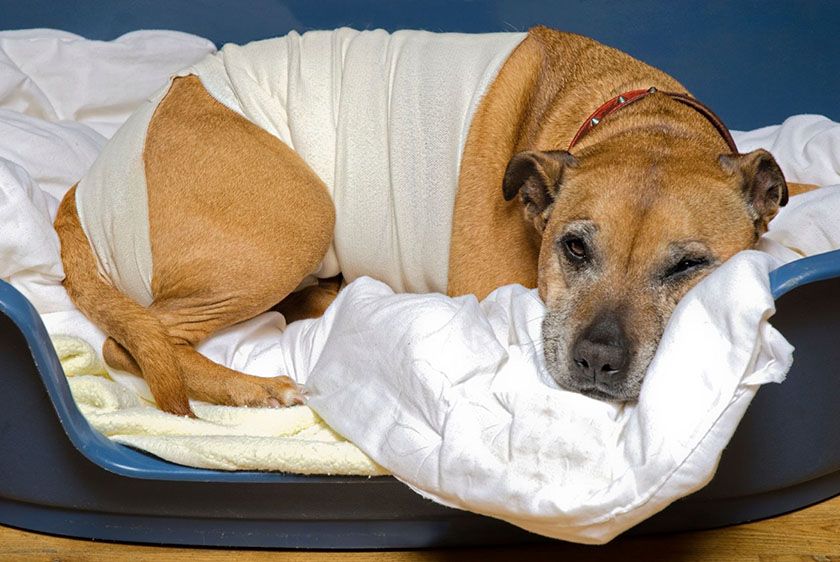 Perro después de la operación