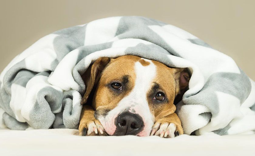 Perro después de la anestesia