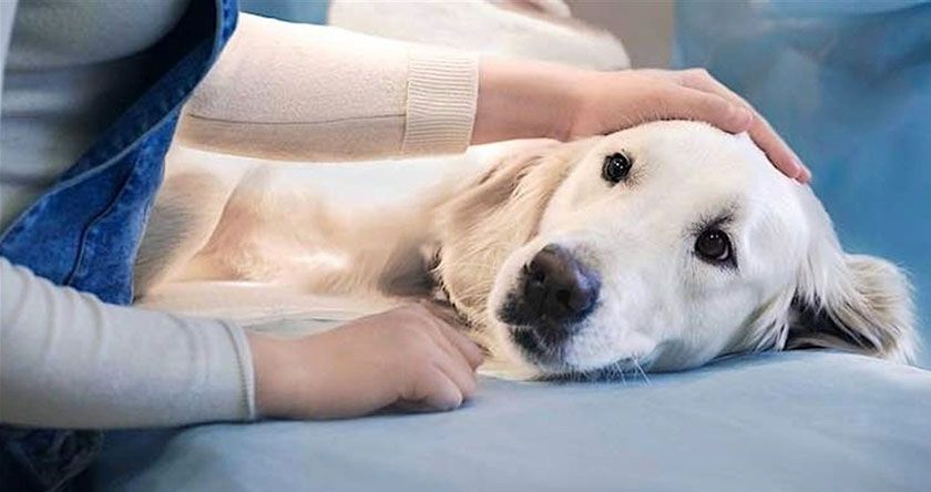 Cuidado del perro