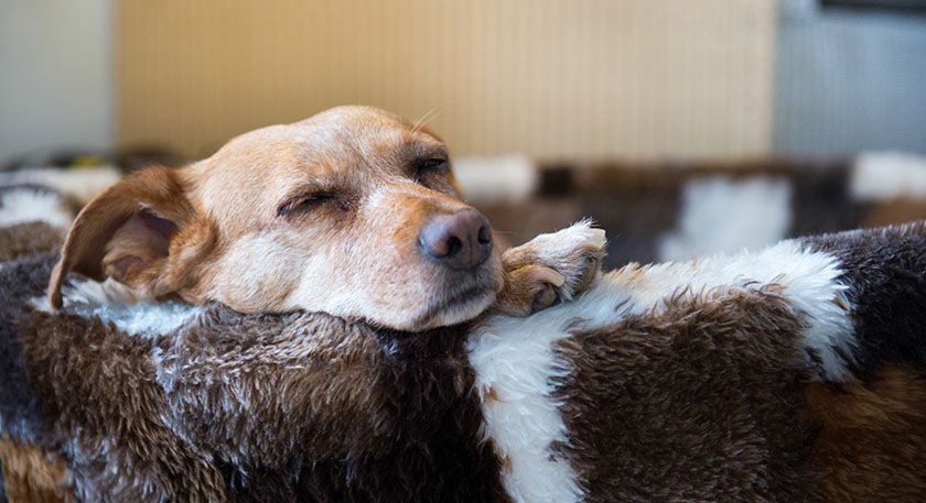 Perro después de la anestesia