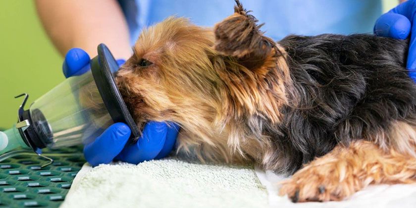 Anestesia para perros