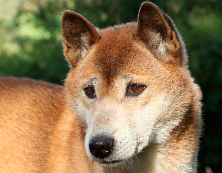 raza de perro cantor de Nueva Guinea