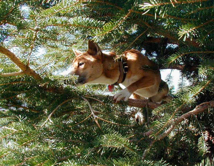 Perro cantor de Nueva Guinea en un árbol
