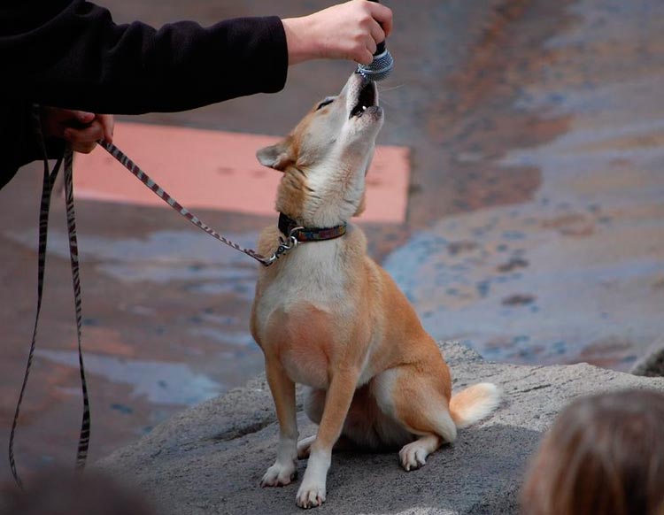 Perro que canta