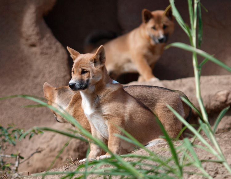 Cachorros de perro cantor de Nueva Guinea