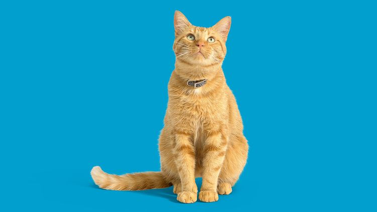Gato naranja sobre fondo azul