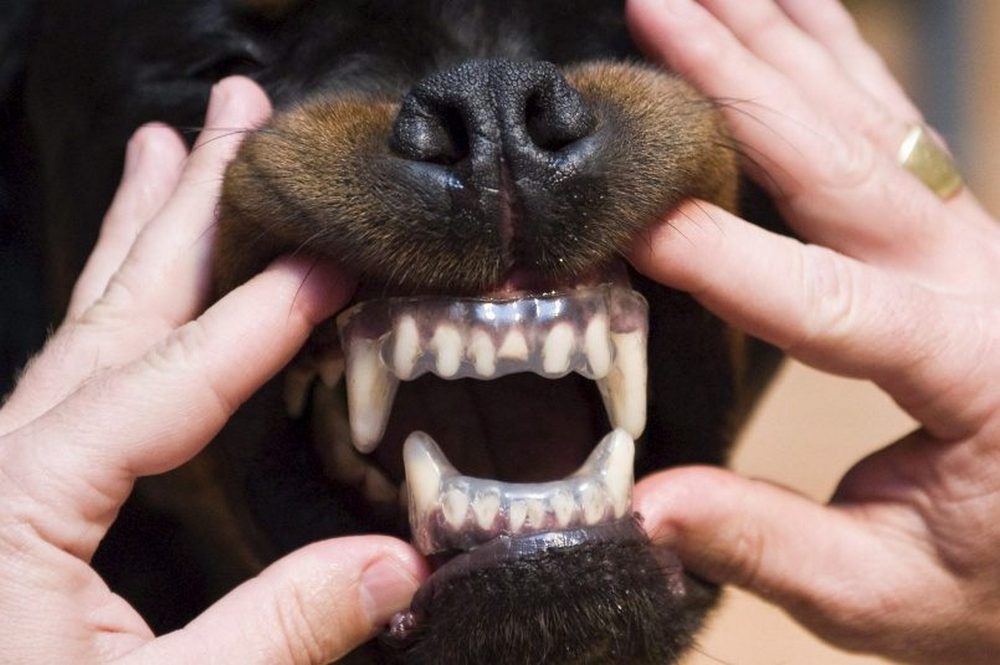 Férulas transparentes en las mandíbulas del perro