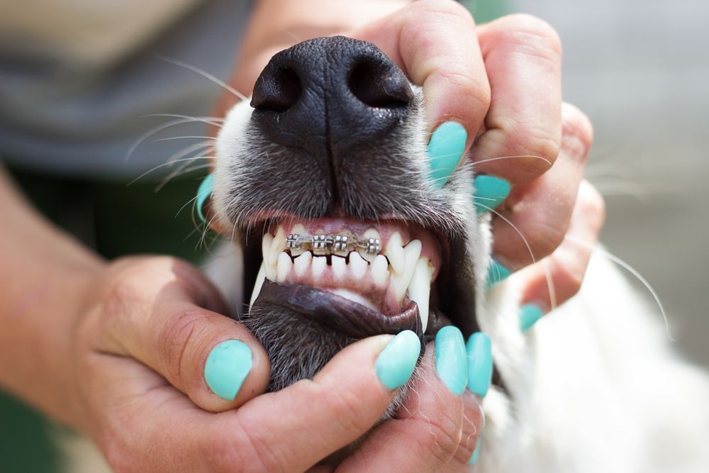 Perro con brackets