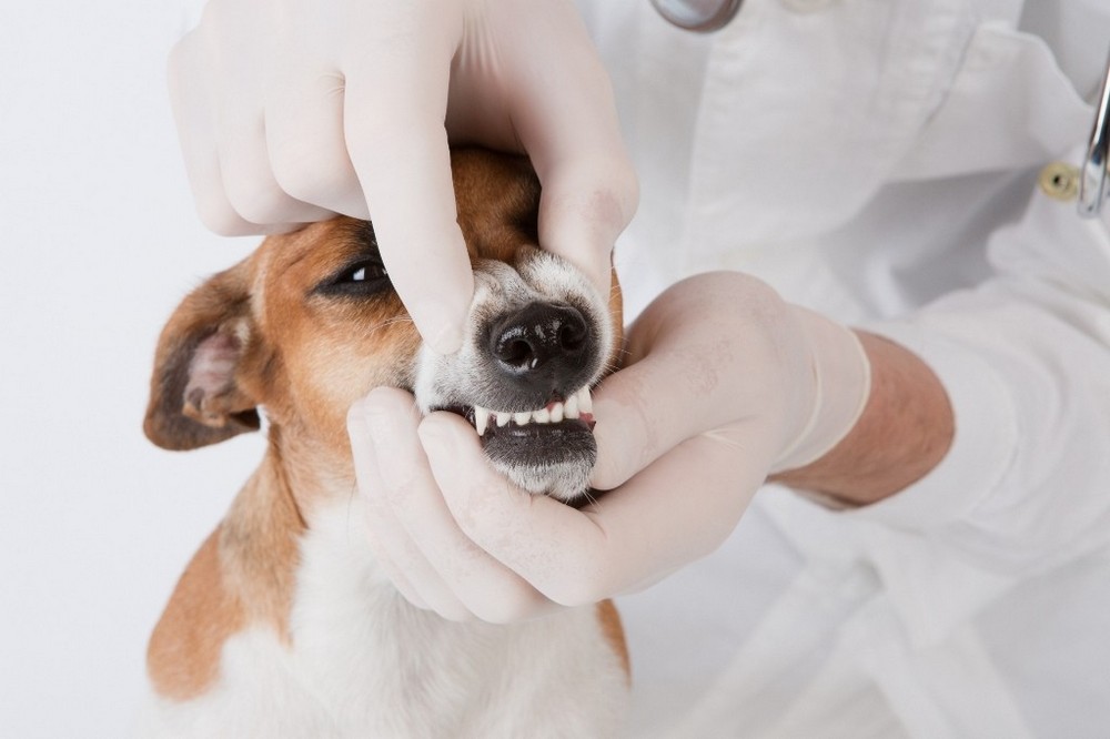 Perro junto al veterinario