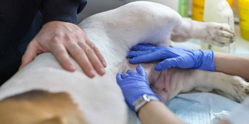 Diagnóstico de la peritonitis en perros
