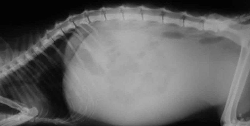 Radiografía de la cavidad abdominal