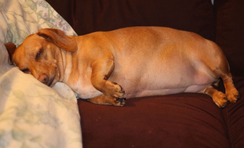 Perro con sospecha de peritonitis
