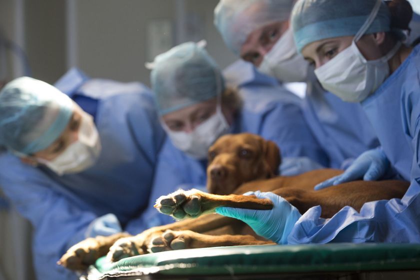 Perro en el quirófano