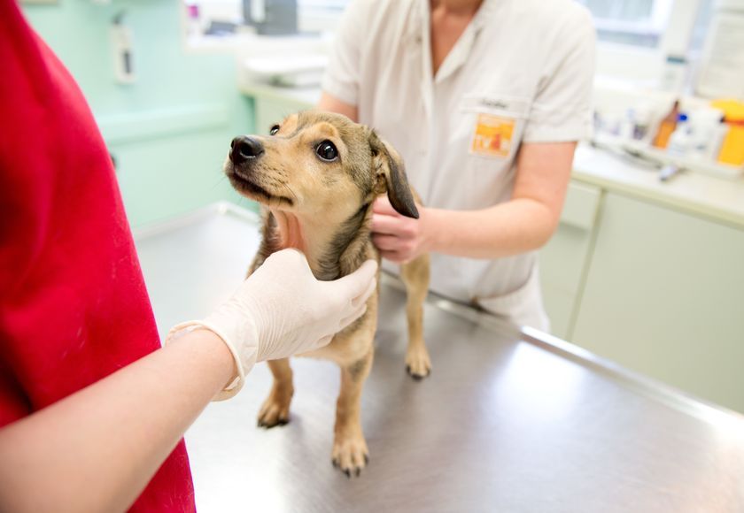 Perro en la clínica veterinaria
