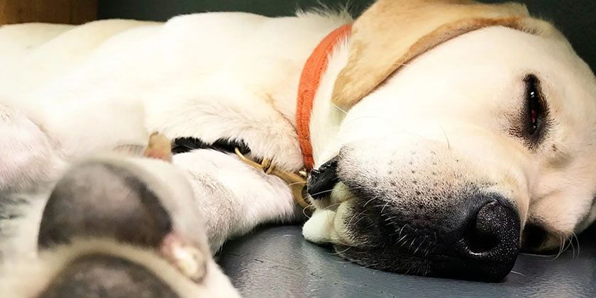 Peritonitis en perros