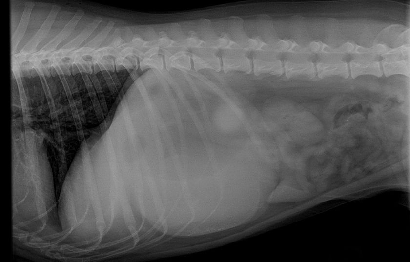 Radiografía de gato