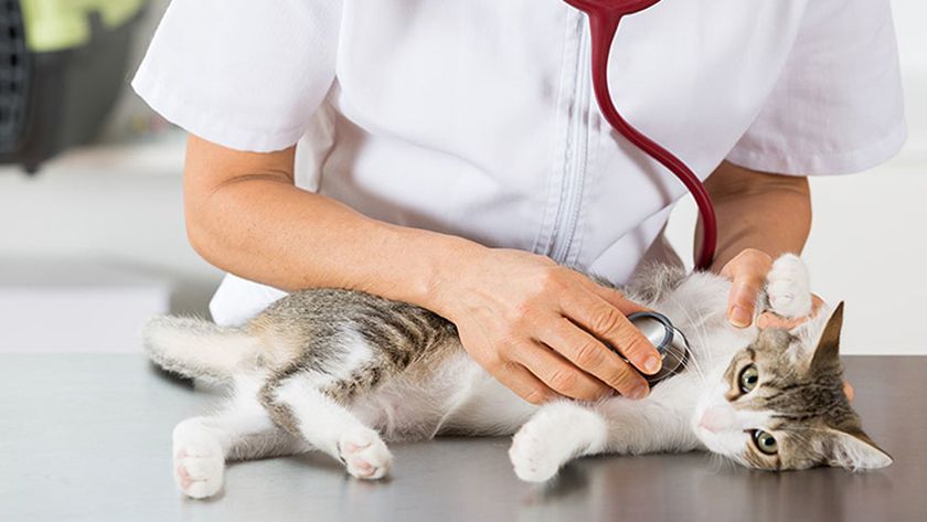 La gata en el veterinario