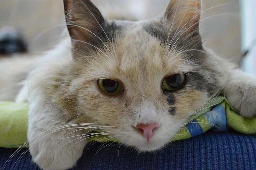 Gata enferma