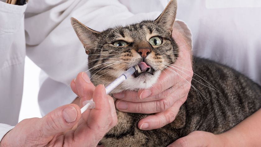 Tratamiento del gato