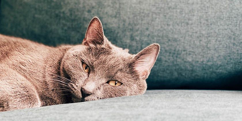 Neumonía en gatos