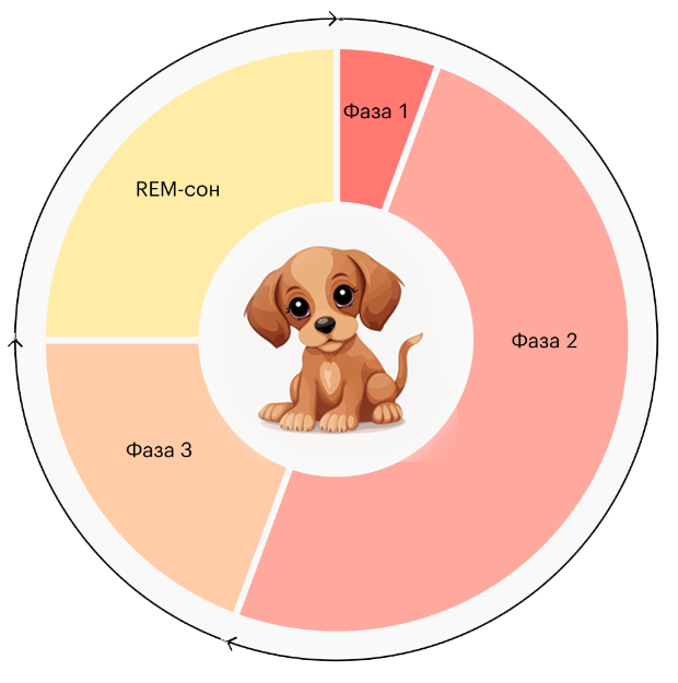 Fases del sueño en los perros