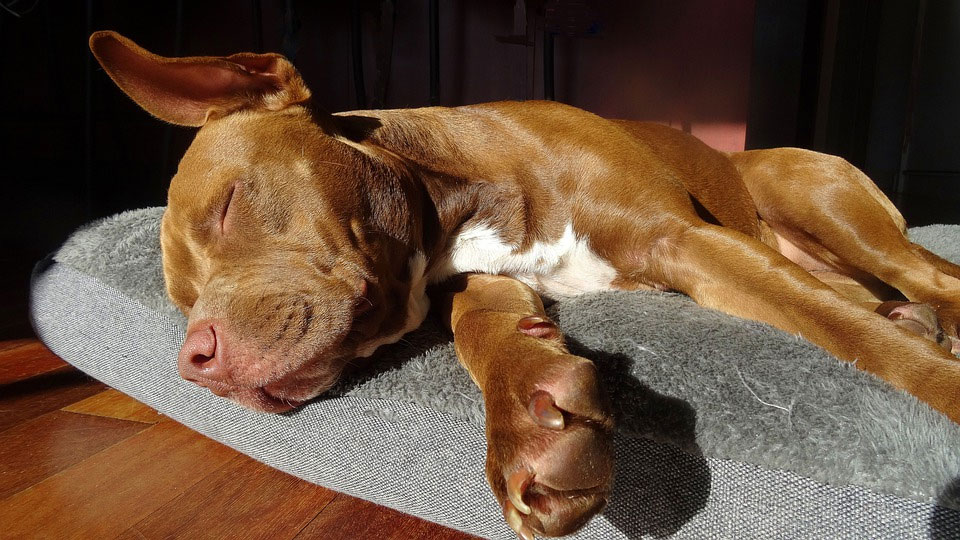 por qué el perro se sacude mientras duerme