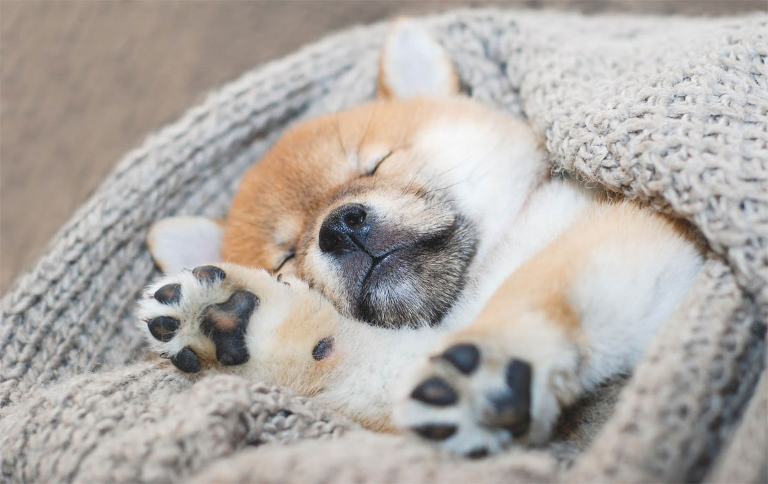 Por qué el cachorro se sacude mientras duerme