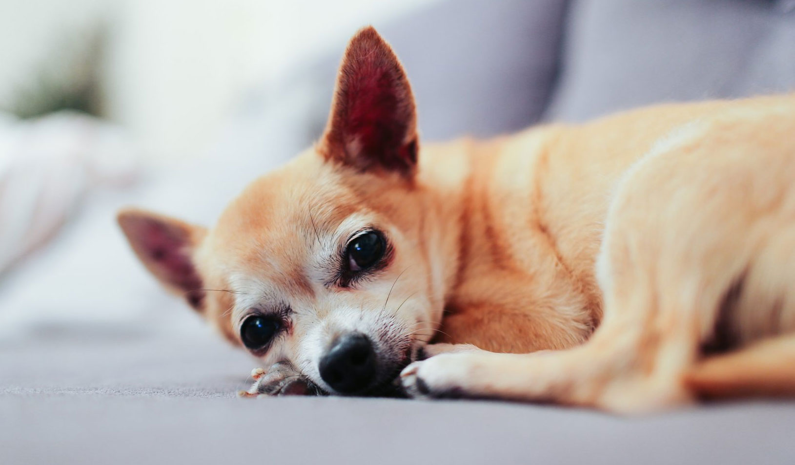 Por qué el perro tiembla mientras duerme