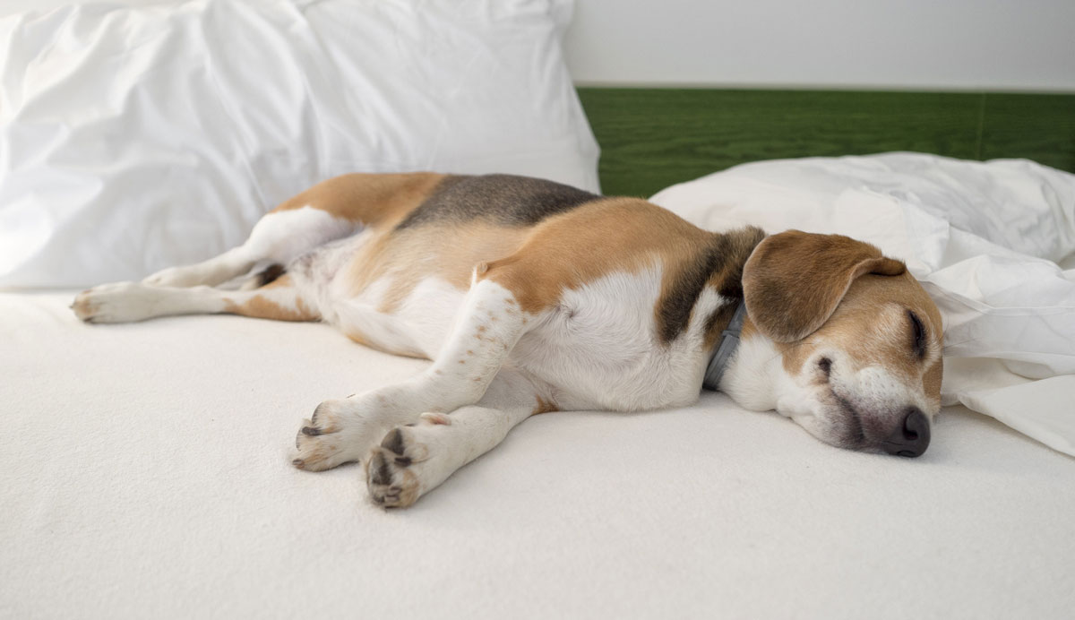 cómo saber si un perro tiene convulsiones mientras duerme