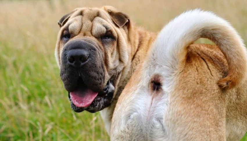 Causas del meteorismo en perros