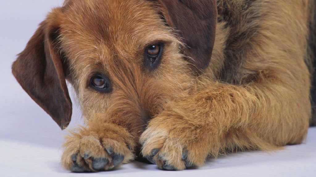 El perro se tira pedos a menudo – ¿es normal o patológico?