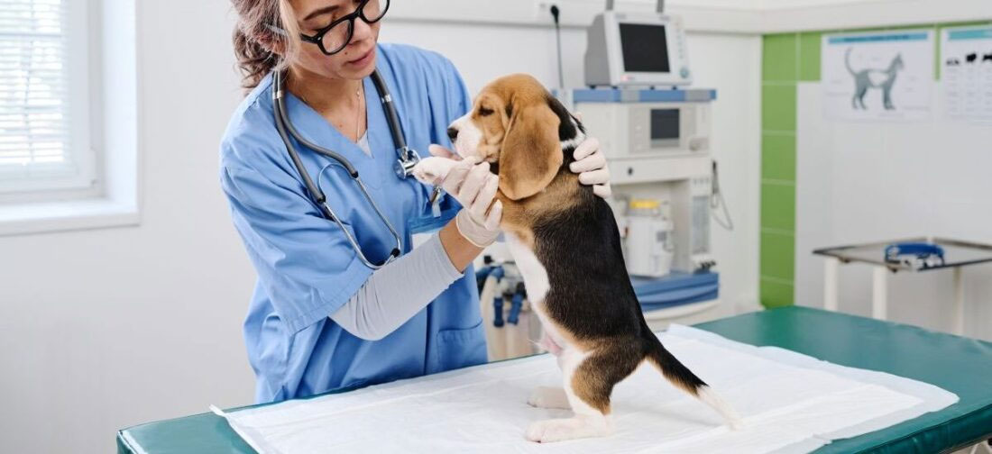 Diagnóstico y tratamiento del meteorismo en perros