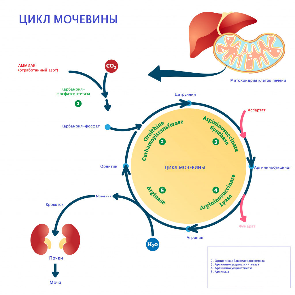 Urea en sangre