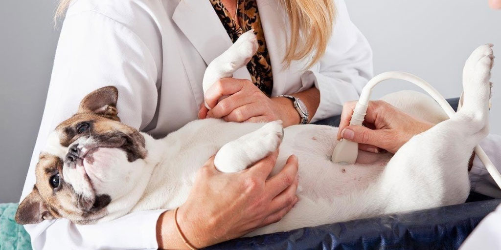 Ecografía a un perro