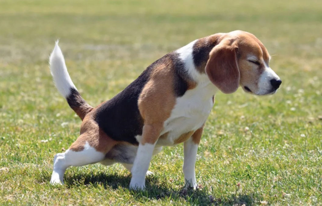 Síntomas de la prostatitis en perros